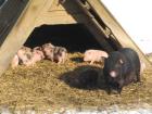 Minischweine - Ferkel